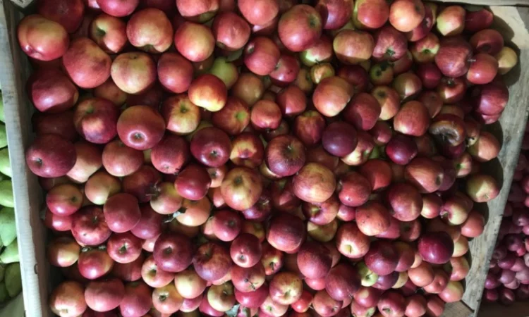 Продам яблуко різних сортів, гарної якості - фото № 2