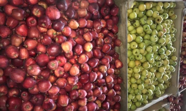 Продам яблуко різних сортів, гарної якості - фото № 3