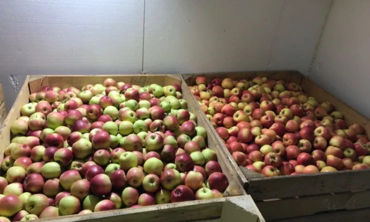 Продам яблуко різних сортів, гарної якості - фото № 4