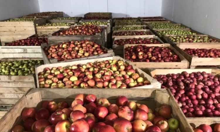 Продам яблуко різних сортів, гарної якості - фото № 5