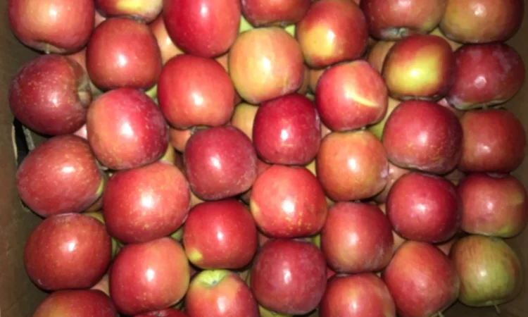 Продам яблуко різних сортів, гарної якості - фото № 6