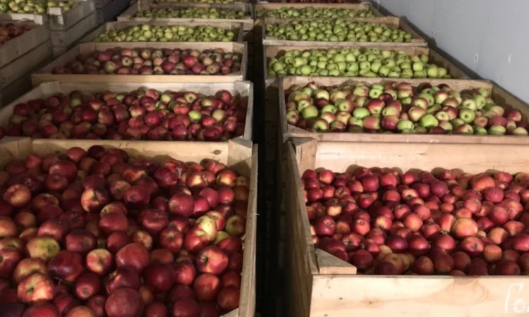 Продам яблуко різних сортів, гарної якості - фото № 7