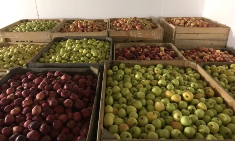 Продам яблуко різних сортів, гарної якості - фото № 8