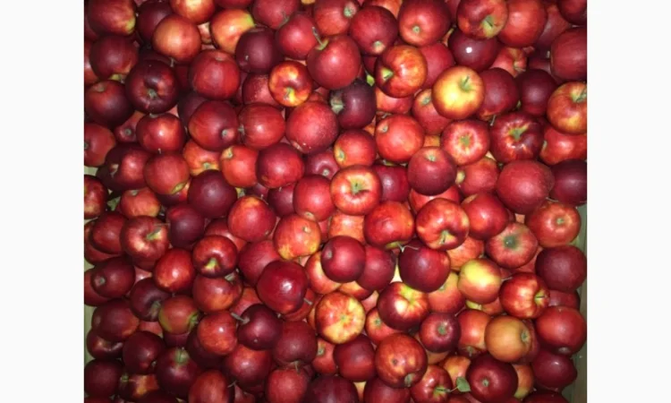 Продам яблука. Сорти: Дикоста, Рубінстар, Чорний принц, Голден, Найдарет, Флоріна - фото № 1