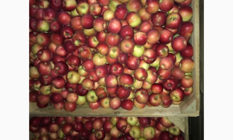 Продам яблука. Сорти: Дикоста, Рубінстар, Чорний принц, Голден, Найдарет, Флоріна - фото № 2