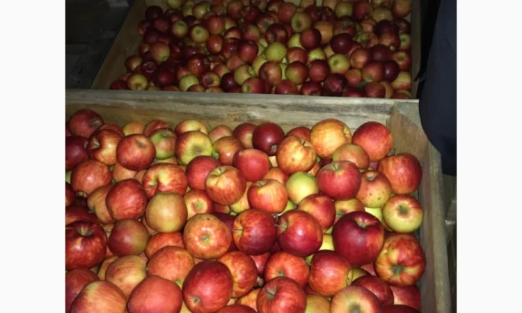 Продам яблука. Сорти: Дикоста, Рубінстар, Чорний принц, Голден, Найдарет, Флоріна - фото № 3