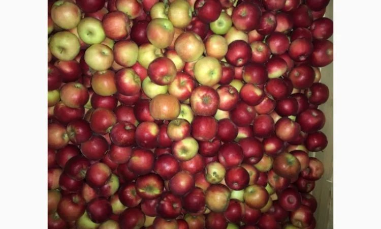 Продам яблука. Сорти: Дикоста, Рубінстар, Чорний принц, Голден, Найдарет, Флоріна - фото № 4