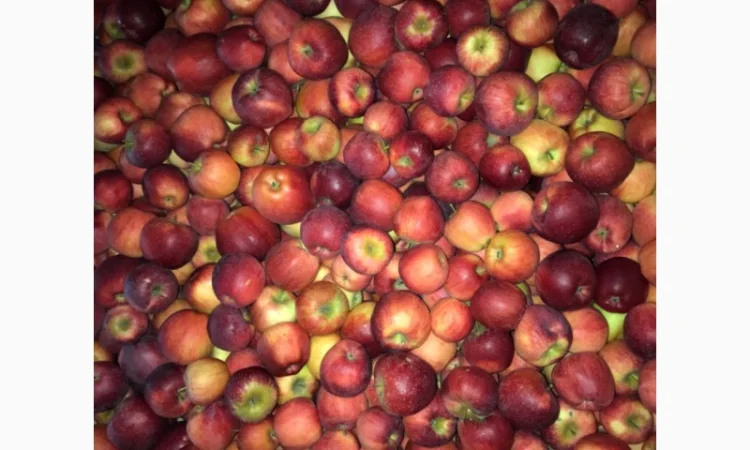 Продам яблука. Сорти: Дикоста, Рубінстар, Чорний принц, Голден, Найдарет, Флоріна - фото № 5