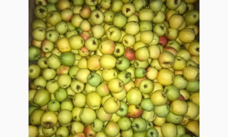 Продам яблука. Сорти: Дикоста, Рубінстар, Чорний принц, Голден, Найдарет, Флоріна - фото № 6