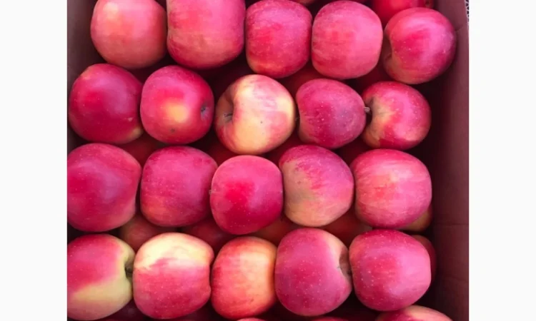 Продам якісні яблука з холодильника, смарт фреш - фото № 9