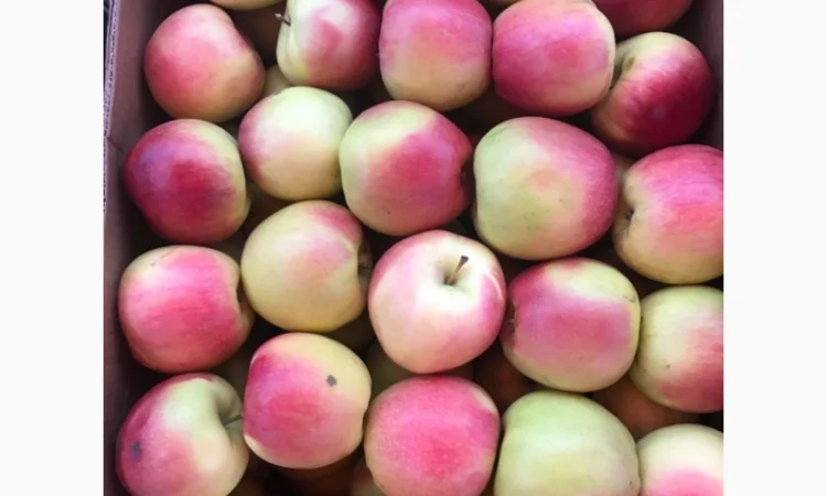 Продам якісні яблука з холодильника, смарт фреш - фото № 10