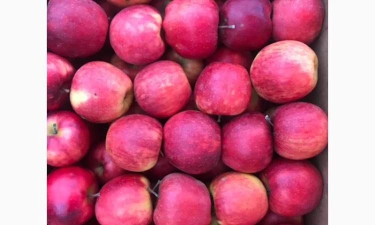 Продам якісні яблука з холодильника, смарт фреш - фото № 11