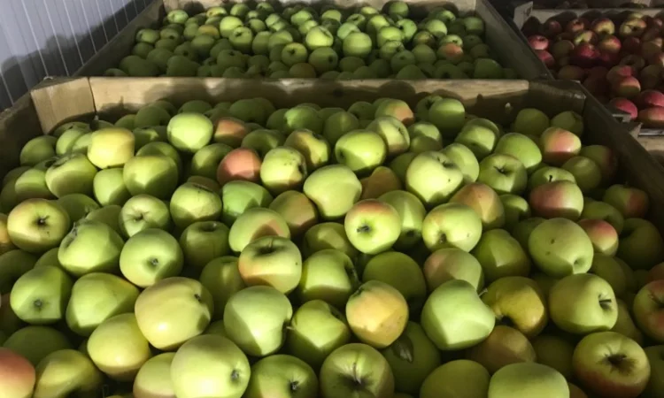 Продам якісні яблука з холодильника, смарт фреш - фото № 1
