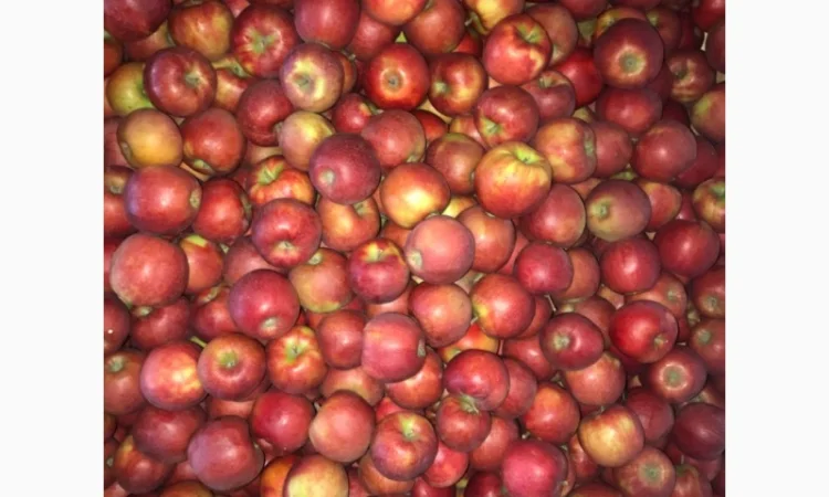 Продам якісні яблука з холодильника, смарт фреш - фото № 2