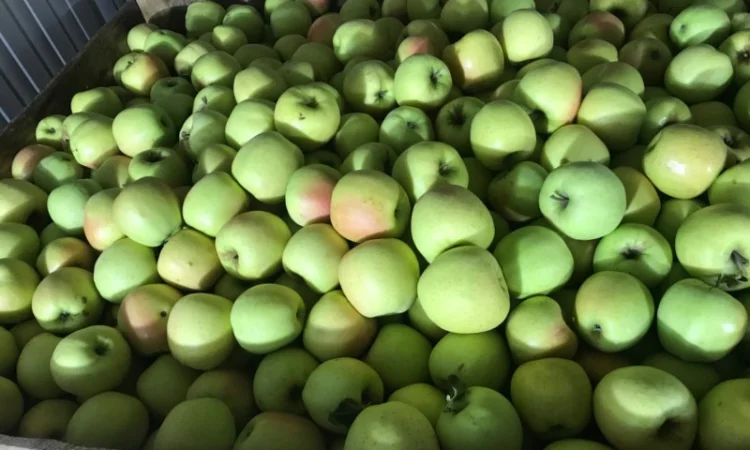 Продам якісні яблука з холодильника, смарт фреш - фото № 3