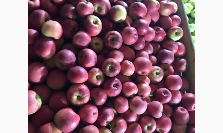 Продам якісні яблука з холодильника, смарт фреш - фото № 4