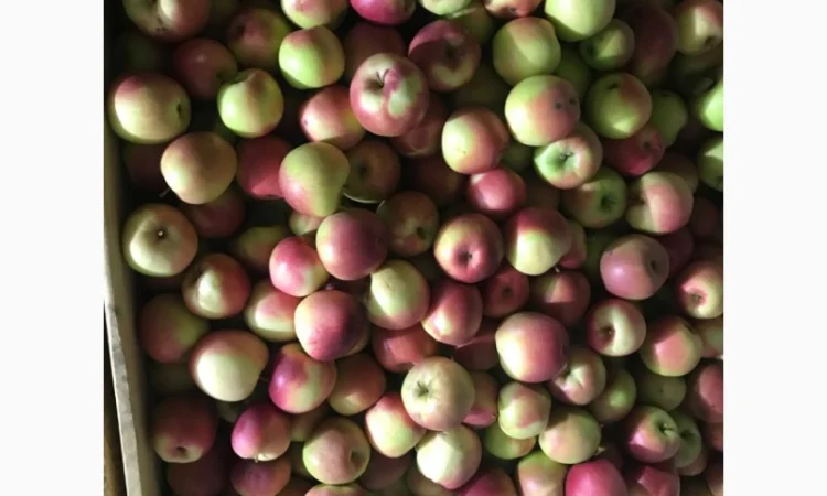 Продам якісні яблука з холодильника, смарт фреш - фото № 5