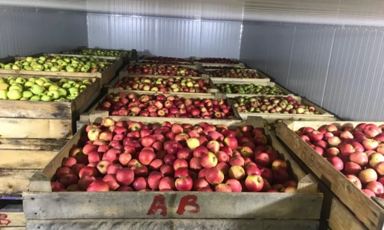 Продам якісні яблука з холодильника, смарт фреш - фото № 6