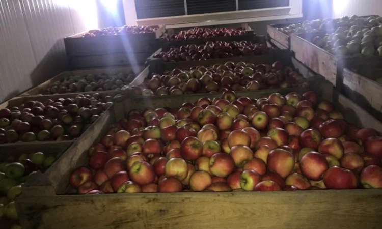 Продам якісні яблука з холодильника, смарт фреш - фото № 7