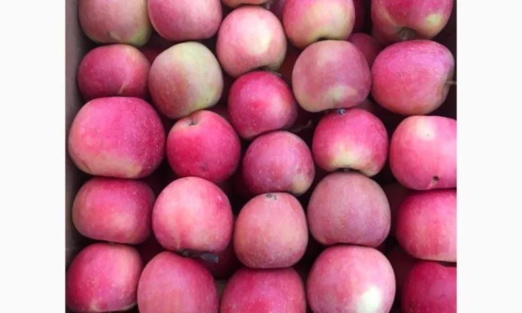 Продам якісні яблука з холодильника, смарт фреш - фото № 8