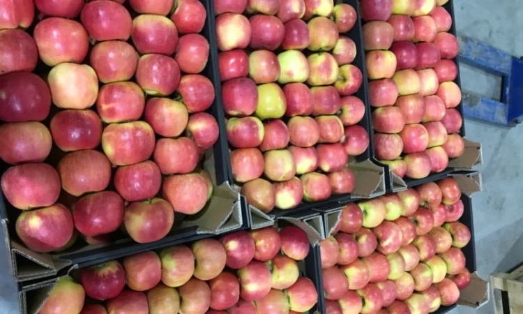 Продам якісне яблоко, з холодильника, оброблені смарт фрешом - фото № 1