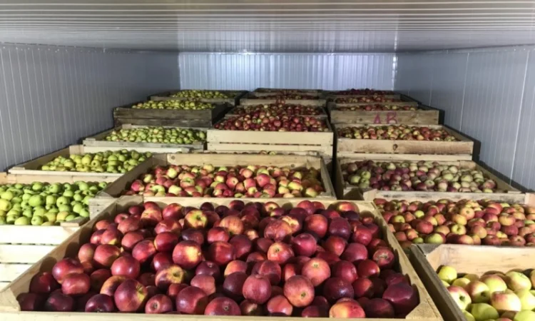 Продам якісне яблоко, з холодильника, оброблені смарт фрешом - фото № 10