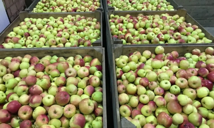 Продам якісне яблоко, з холодильника, оброблені смарт фрешом - фото № 11