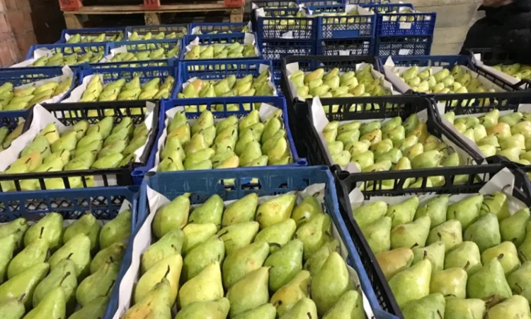 Продам якісне яблоко, з холодильника, оброблені смарт фрешом - фото № 12