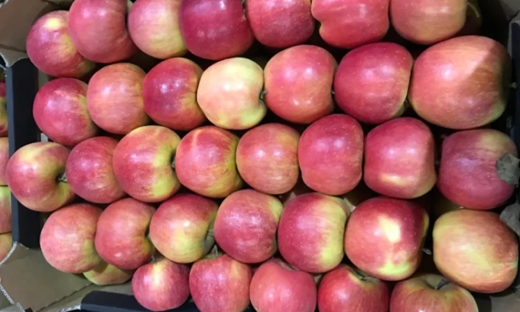 Продам якісне яблоко, з холодильника, оброблені смарт фрешом - фото № 2