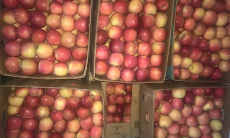 Продам якісне яблоко, з холодильника, оброблені смарт фрешом - фото № 3