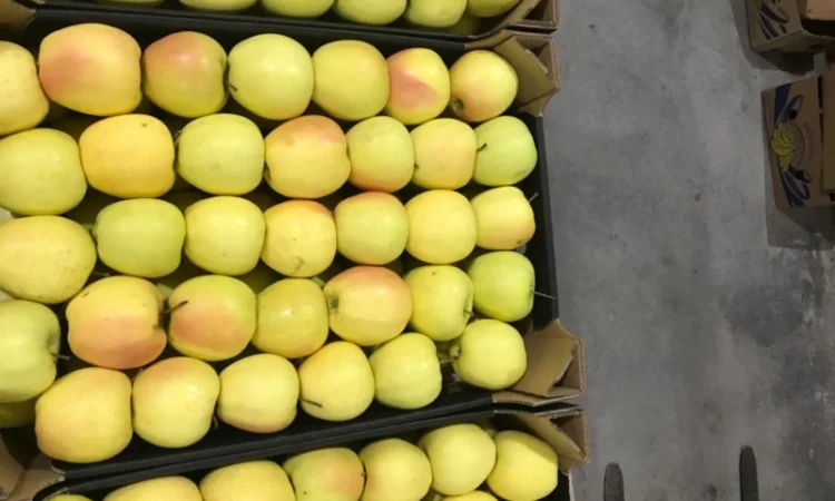 Продам якісне яблоко, з холодильника, оброблені смарт фрешом - фото № 4