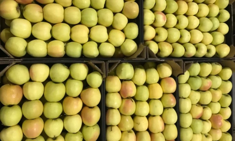 Продам якісне яблоко, з холодильника, оброблені смарт фрешом - фото № 5