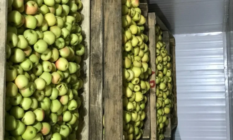 Продам якісне яблоко, з холодильника, оброблені смарт фрешом - фото № 6