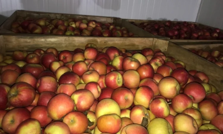 Продам якісне яблоко, з холодильника, оброблені смарт фрешом - фото № 7