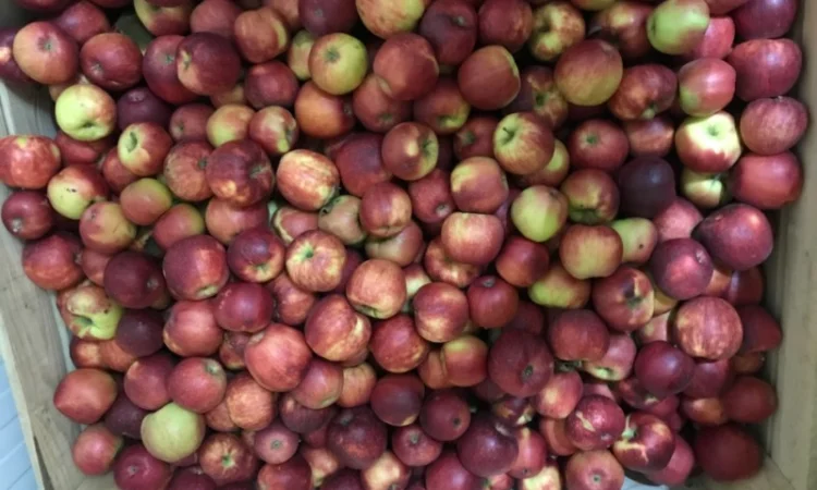 Продам якісне яблоко, з холодильника, оброблені смарт фрешом - фото № 8