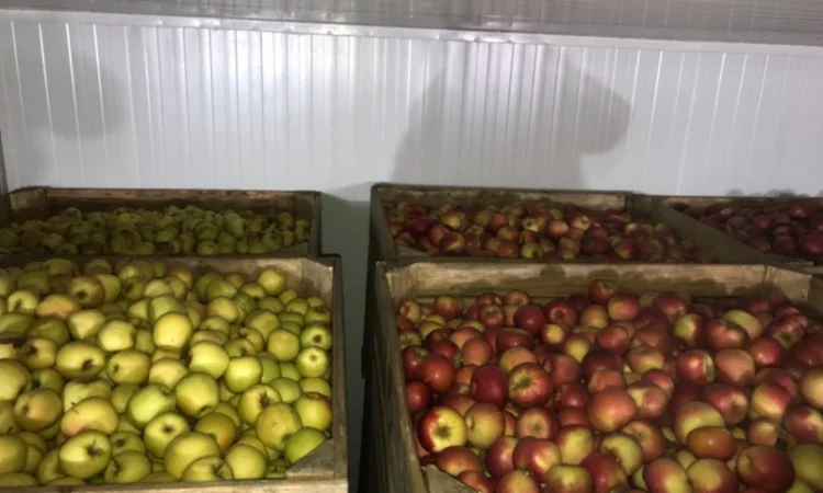 Продам якісне яблоко, з холодильника, оброблені смарт фрешом - фото № 9