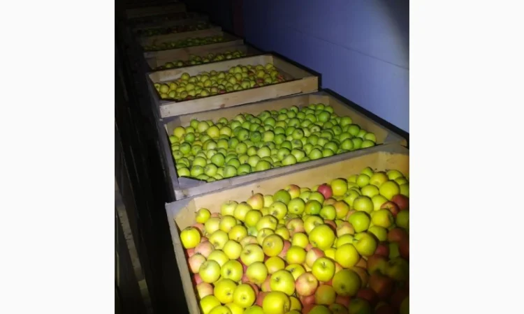 Продам яблука - фото № 1