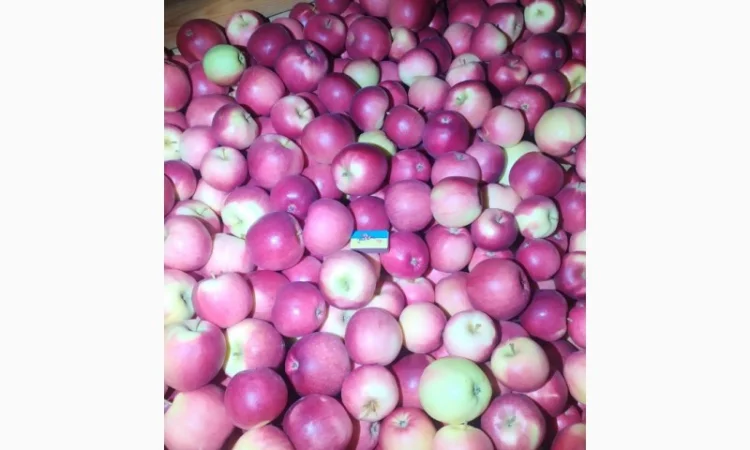 Продам яблука - фото № 2