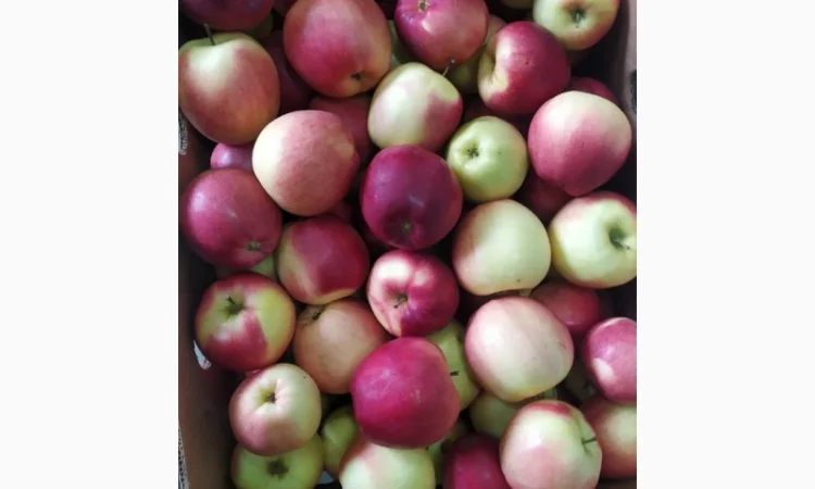 Продам яблука - фото № 4