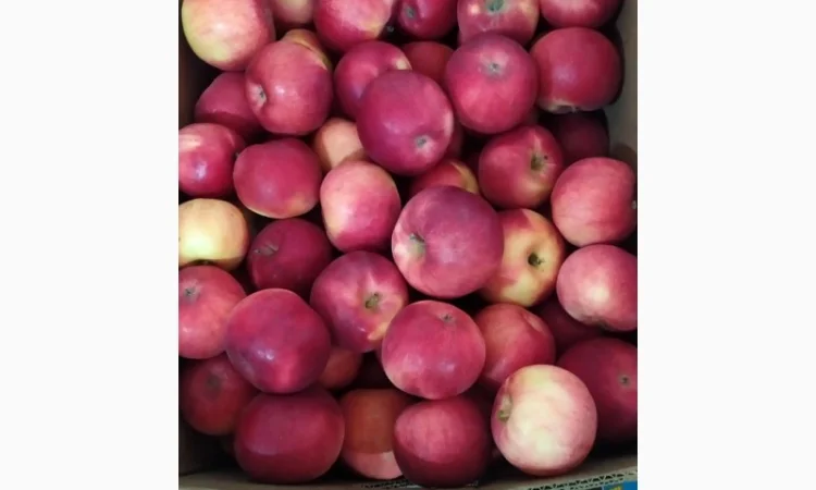 Продам яблука - фото № 5