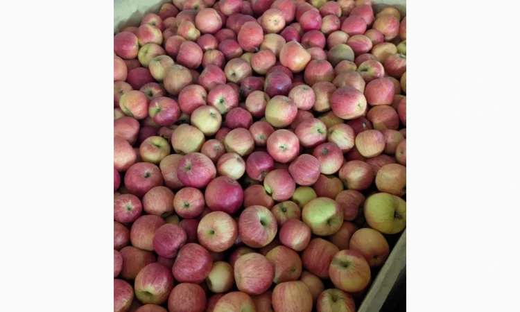 Продаються яблука різних сортів - фото № 1