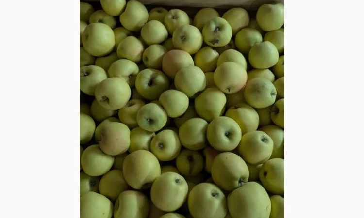 Продаються яблука різних сортів - фото № 3