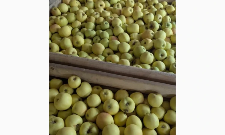 Продаються яблука різних сортів - фото № 4