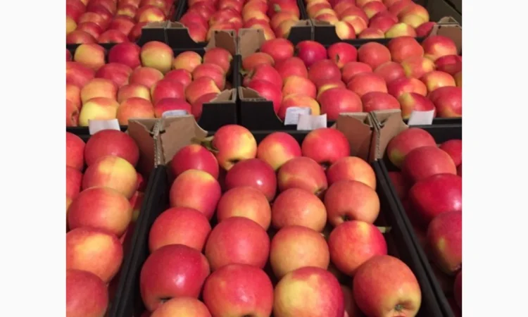 Продам яблука - фото № 1