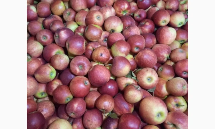 Продам яблука - фото № 2