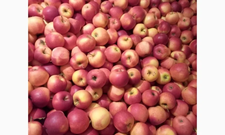 Продам яблука - фото № 3