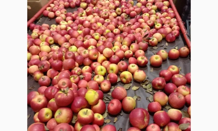 Продам яблука - фото № 5