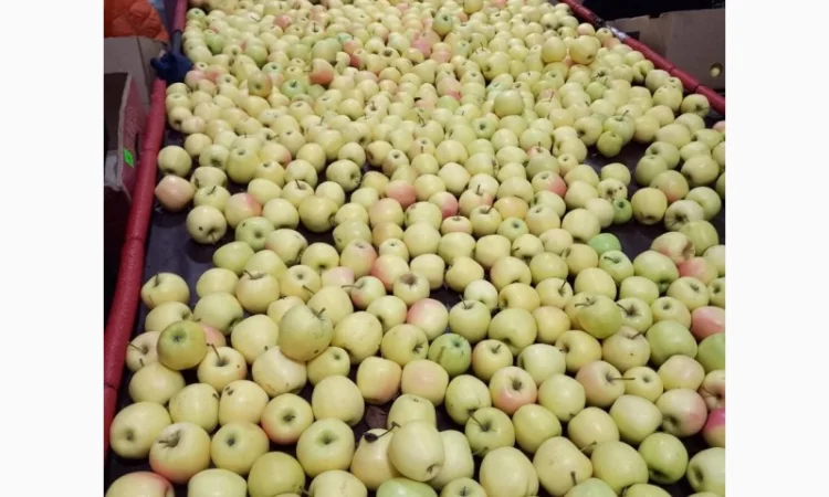 Продам яблука - фото № 6