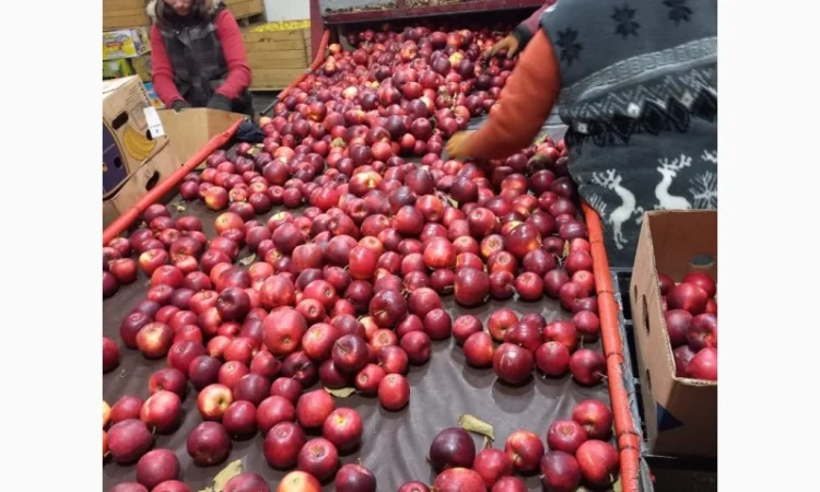 Продам яблука - фото № 7