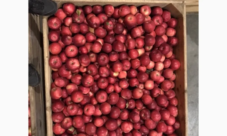 Продам яблука Айдарет - фото № 1